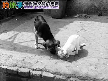 猫狗兄弟情 山西一对猫狗亲密无间每天结伴形影不离