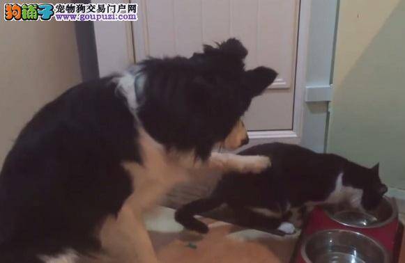 猫咪狂吃边境牧羊犬的饭，狗狗无奈伸手