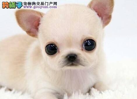 有备而来 吉娃娃健康的前提是需要补充哪些营养成分