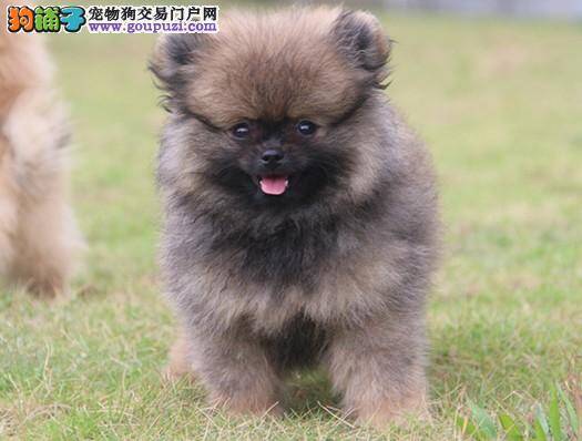 在哪里能够买到健康的博美幼犬