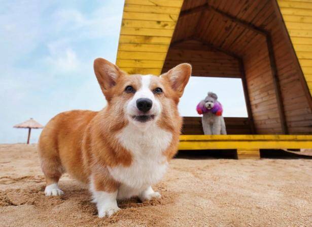 对于护食严重的柯基犬，应该怎样训练呢