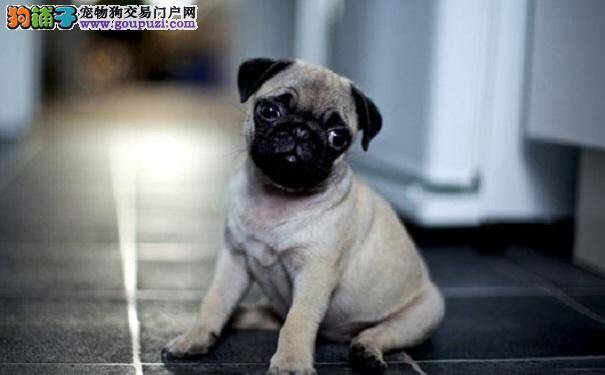 养巴哥犬须知 常见的巴哥犬眼睛疾病