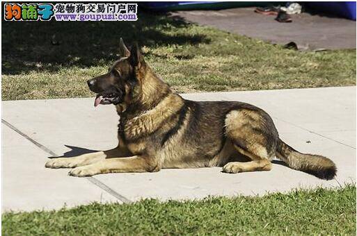 警犬立功受表扬太紧张 紧紧抓着主人的手