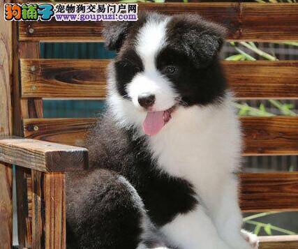 边境牧羊犬身上有皮屑该怎么治疗