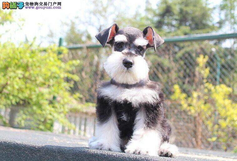 雪纳瑞吃什么狗粮比较好