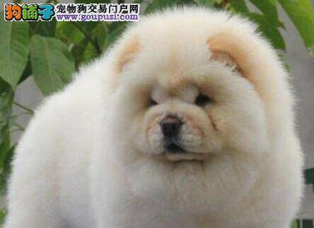 松狮犬感冒之后会出现哪些症状