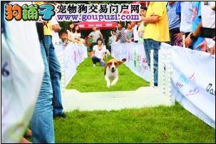 广州二沙岛成立“社区狗会” 今后宠物狗有人管