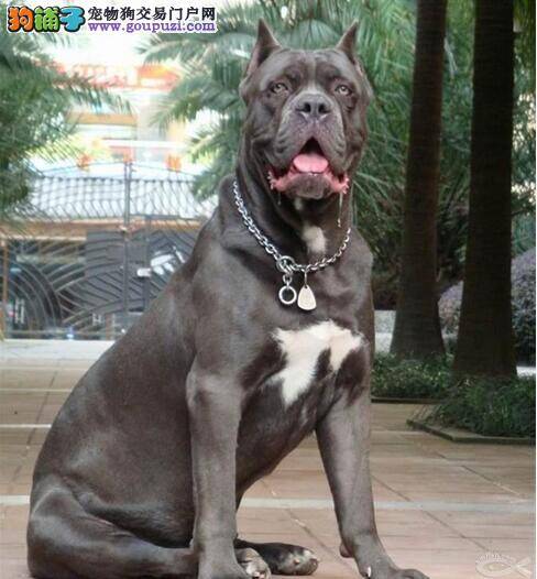 卡斯罗犬  忠诚而又优秀的护卫犬