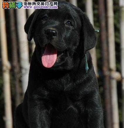 怎么判断自己适不适合养拉布拉多犬