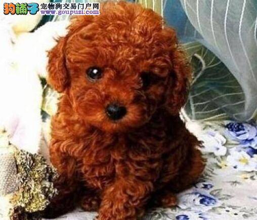 泰迪犬打喷嚏流鼻涕是不是初期感冒