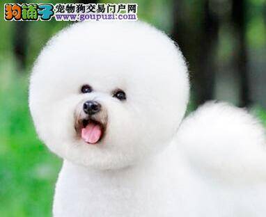 比熊犬体臭在解决方案上的妙招