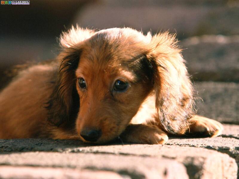 腊肠犬最近没食欲拉血是怎么了