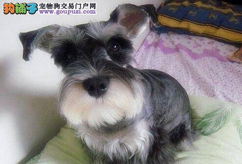 选购雪纳瑞时你应该掌握的方法