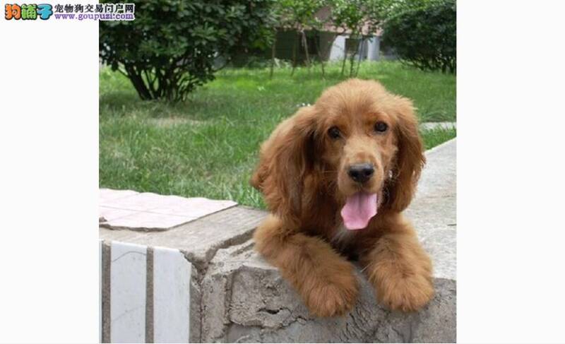 如果可卡犬头总是歪着要注意啦 有可能是疾病