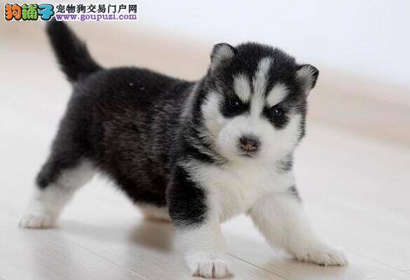 挑选爱犬必备知识 选购哈士奇的几个重要挑选方法