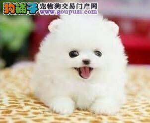 讲述茶杯犬的鼻子为什么是黑色的