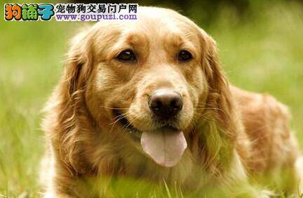 老年的金毛犬怎样散步最得当