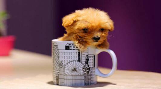 小到能放进茶杯里的茶杯犬是多么地可爱呀