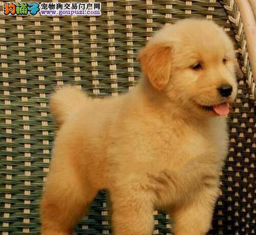 金毛犬身上出现很多螨虫，很痒应怎么办