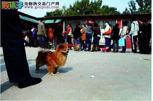 郑州金水区出现免费办理犬证的热潮