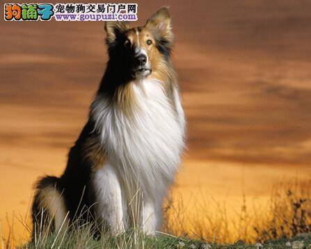 关注脚掌的常见问题 护理好苏格兰牧羊犬的脚部健康