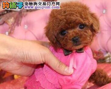 关于泰迪犬饮食中的重要饲养原则