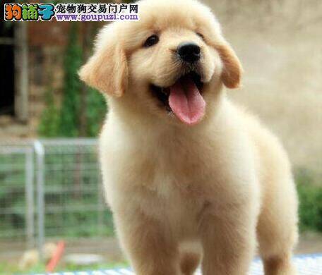 金毛犬平时应用什么保健眼药水