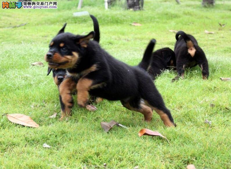 选择纯种罗威纳幼犬的九个基本常识