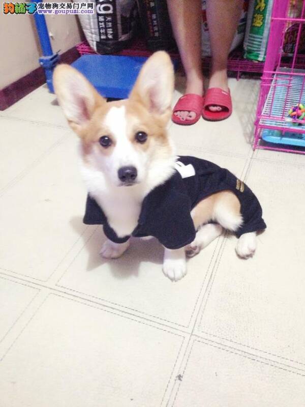 柯基犬身上出现很多红斑，皮肤有结痂脱落没事吧