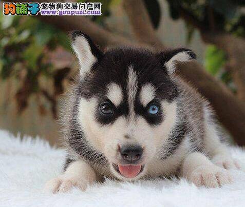 如何轻松购买纯种健康的哈士奇幼犬