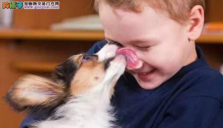 狗狗舔你脸的原因  看完幸福感油然而生