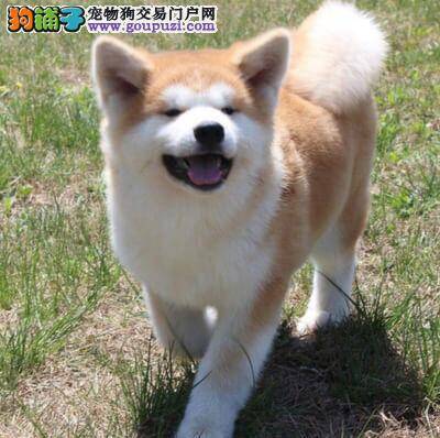看秋田犬的健康程度要抓住七点