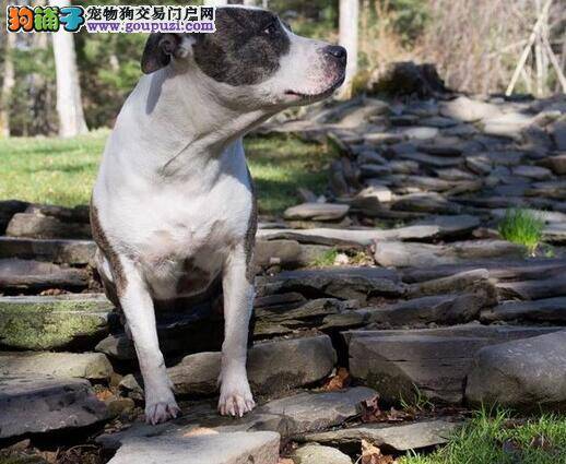 青岛犬只收养基地举办狗狗公开领养日 有意者可办手续