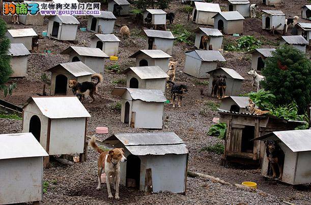 流浪狗住“狗贫民窟” 你听说过吗