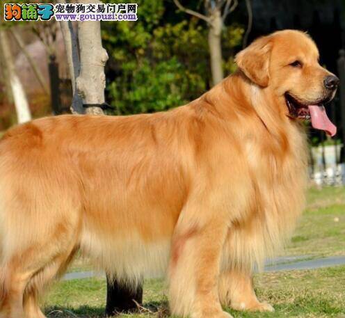 正宗而优秀的金毛犬具备哪些特点