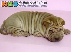 沙皮狗腿发软是因为缺钙还是因为其他原因
