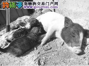 新生狗崽认小香猪为妈妈并吸允其奶水