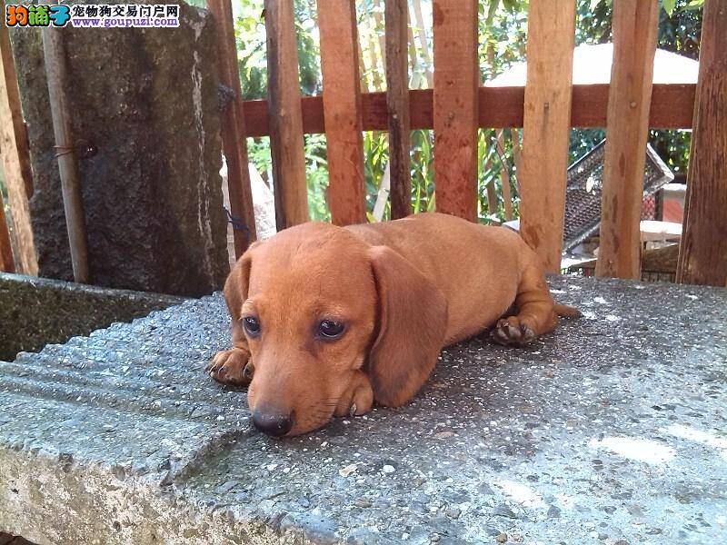 怎样让腊肠犬的生活饮食如鱼得水