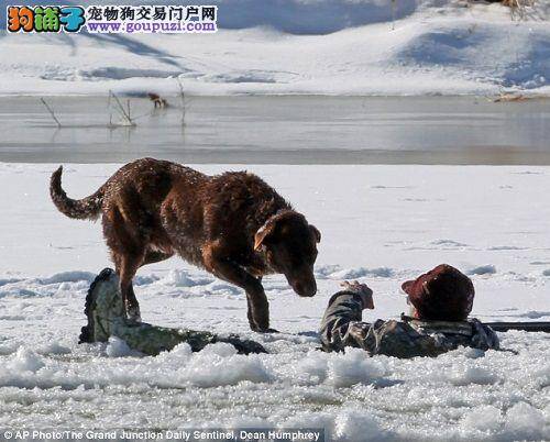 六旬老人掉进冰窟窿，忠狗寸步不离守候