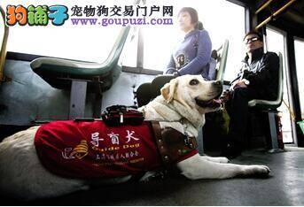 铁路安检规定升级 导盲犬也可以乘坐火车了