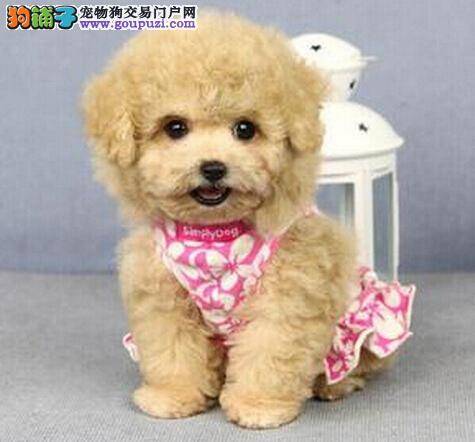 选择健康泰迪犬要警惕的事情及衡量优劣犬的方法