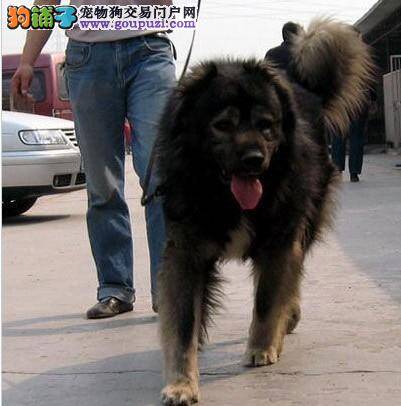 世博为残疾人设立了“生命阳光馆”提供协助犬