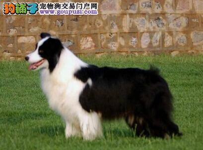 医学角度分析边境牧羊犬发胖的具体原因是什么