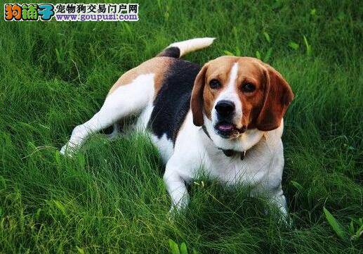 护理全攻略 怎样护理让比格犬的眼睛保持健康状态