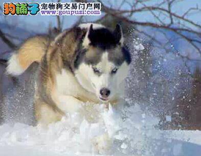 淘气狗狗花招多 怎样应对耍坏耍赖的哈士奇