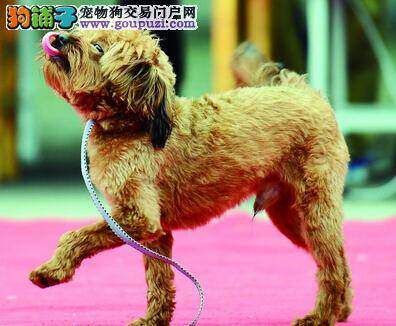 宠物狗在活动中卖萌走秀萌翻众多观众