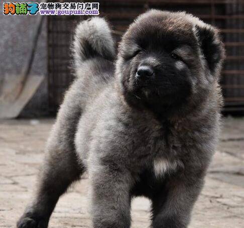 学会购买健康高加索犬的几个技巧