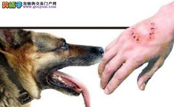 老人惨遭恶犬围攻狗主人竟一走了之！太可恶！