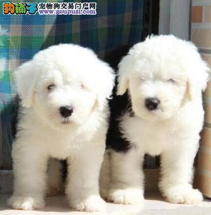 选择古代牧羊犬之前一定要知道这些