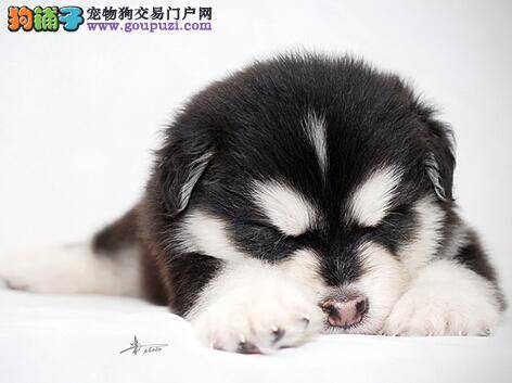 摄影专家教你如何给哈士奇拍出美丽的照片